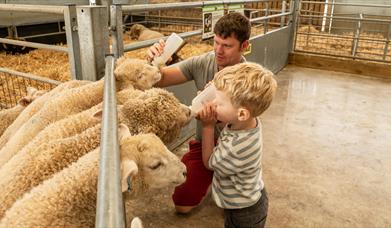Bottle feeding at Cotswold Farm Park