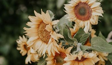 Sunflower bouquet workshop at Ellenborough Park