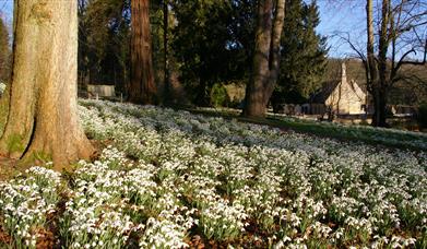 Colesbourne Park Snowdrops