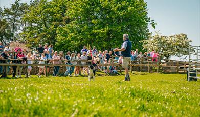A man in short sleeved shirt and gilet stands in a field commanding his black sheepdog in front of a captive audience on a sunny Cotswold day.